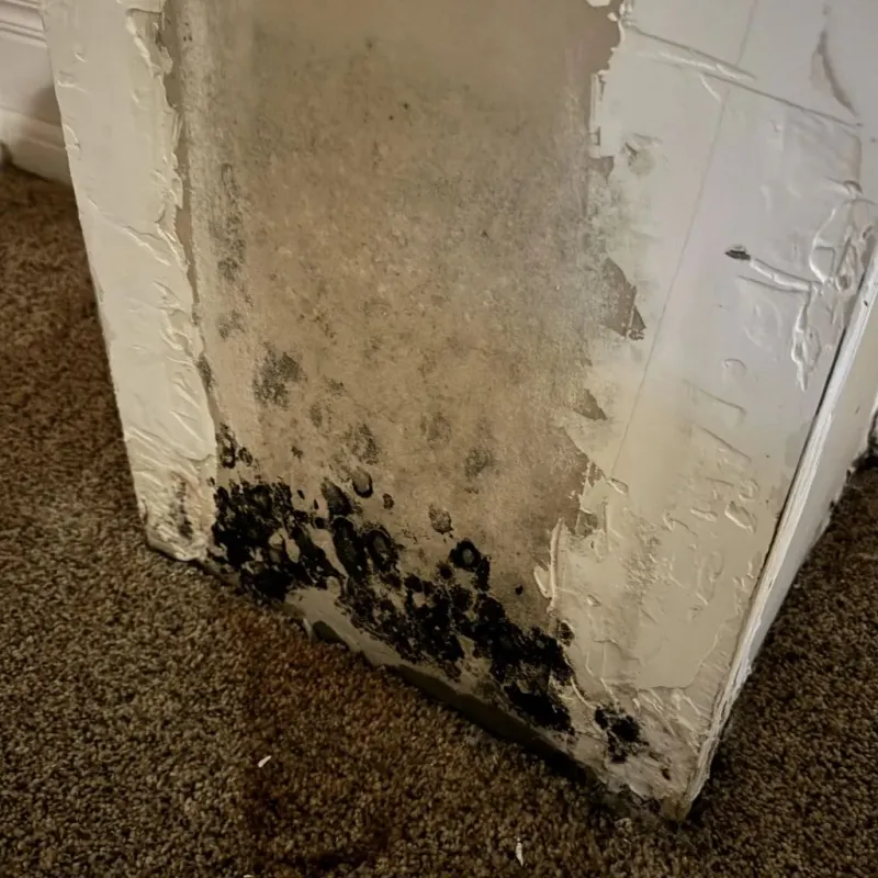 Professional Mold Removal in North Braddock, PA